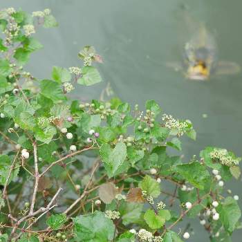 ノブドウ(野葡萄)の画像 by 百日紅さん | お出かけ先とコイ（鯉）とノブドウ(野葡萄)とつる性植物と愛知県と水辺の水曜日